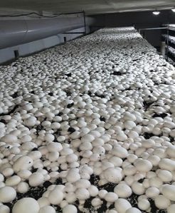 پرورش قارچ در سالن 50 متری
