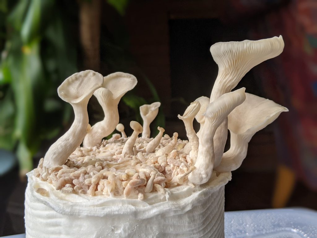 پرورش قارچ با دستمال کاغذی