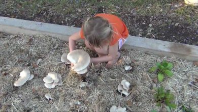 پرورش قارچ در باغچه