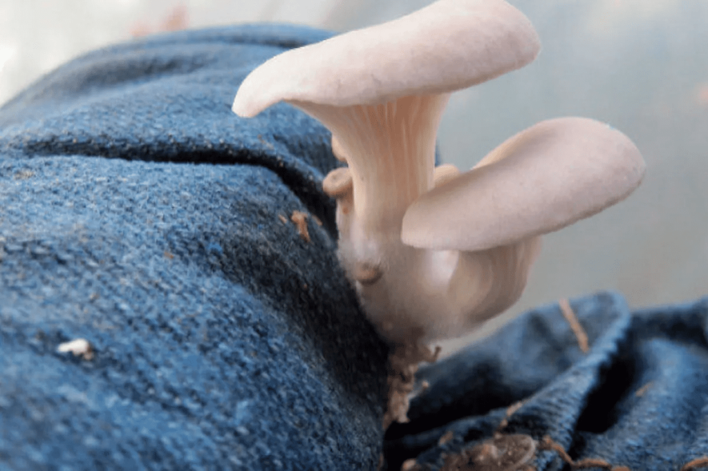 پرورش قارچ در گونی