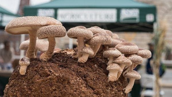 روش های ابتکاری برای پرورش قارچ در خانه