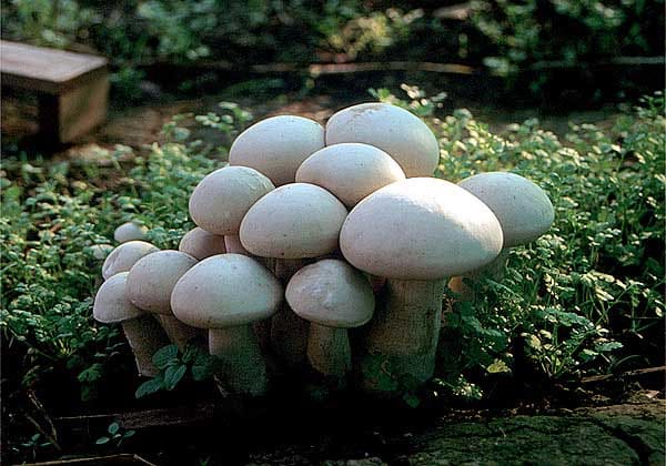 انواع قارچ مناسب جهت پرورش در باغچه