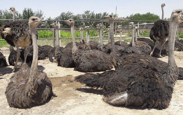 مزایای پرورش شترمرغ در خوزستان