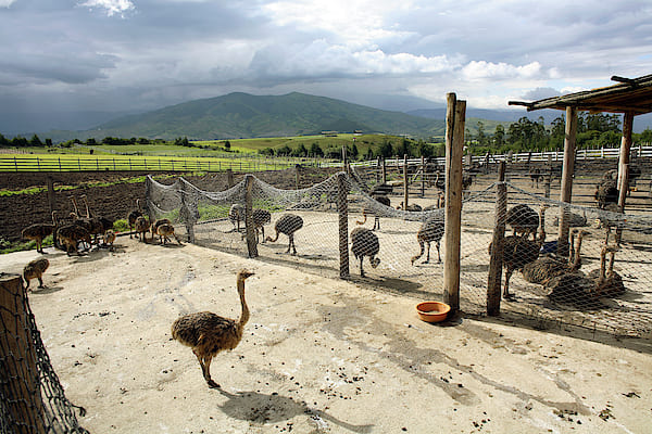 سایر تجهیزات مزرعه پرورش شتر مرغ